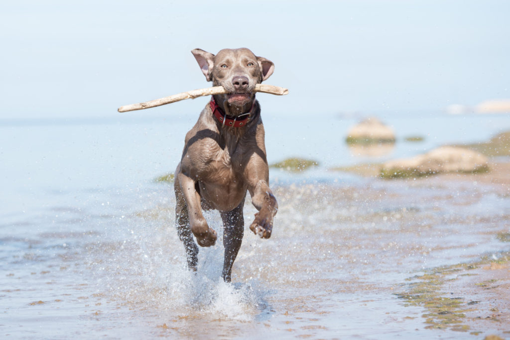 Weimaraner spielt am Meer