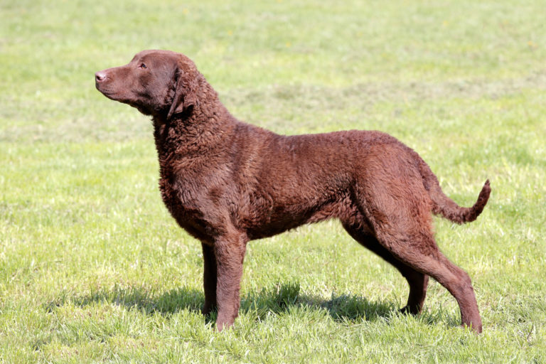 chesapeake bay retriever im grass