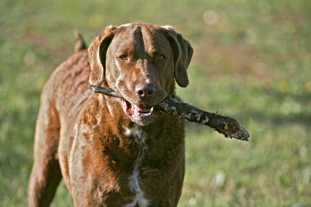 chesapeake bay retriever spielt