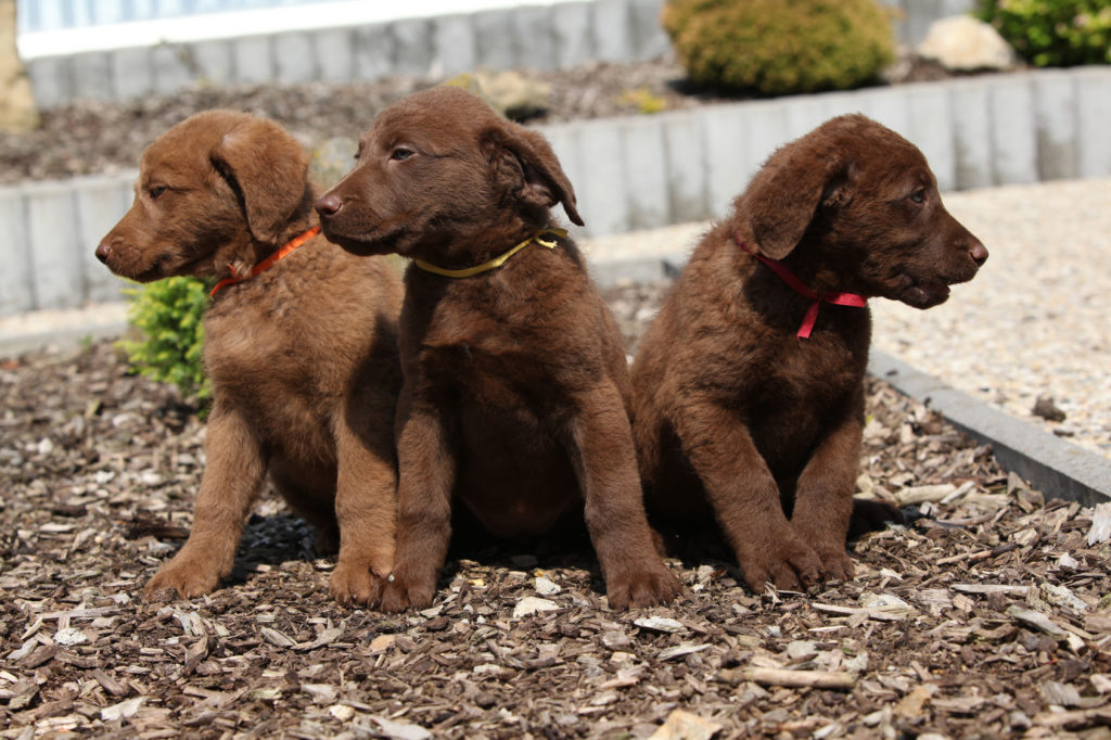 chesapeake bay retriever welpen