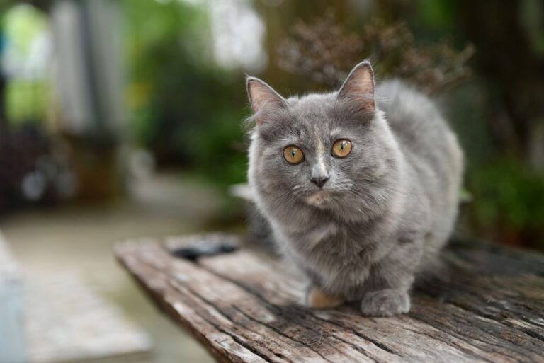 munchkin katze draussen auf bank