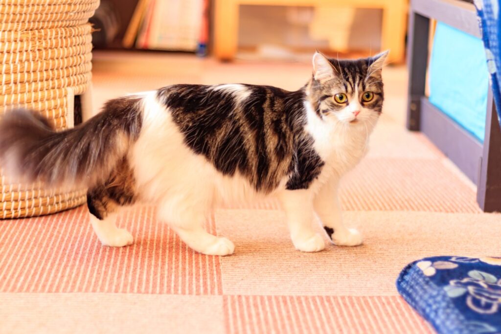 Munchkin-Katze steht in Wohnung