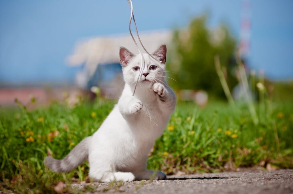 munchkin kitten spielt draussen