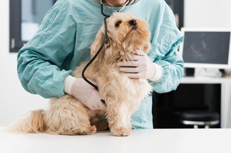 Tierarzt untersucht auf Bauchspeicheldrüsenentzündung beim Hund