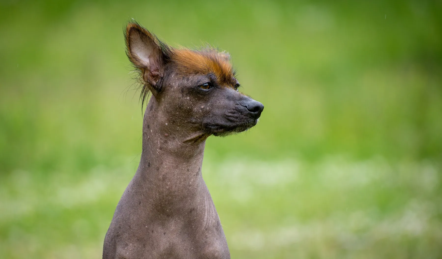 peruanischer nackthund mit haare