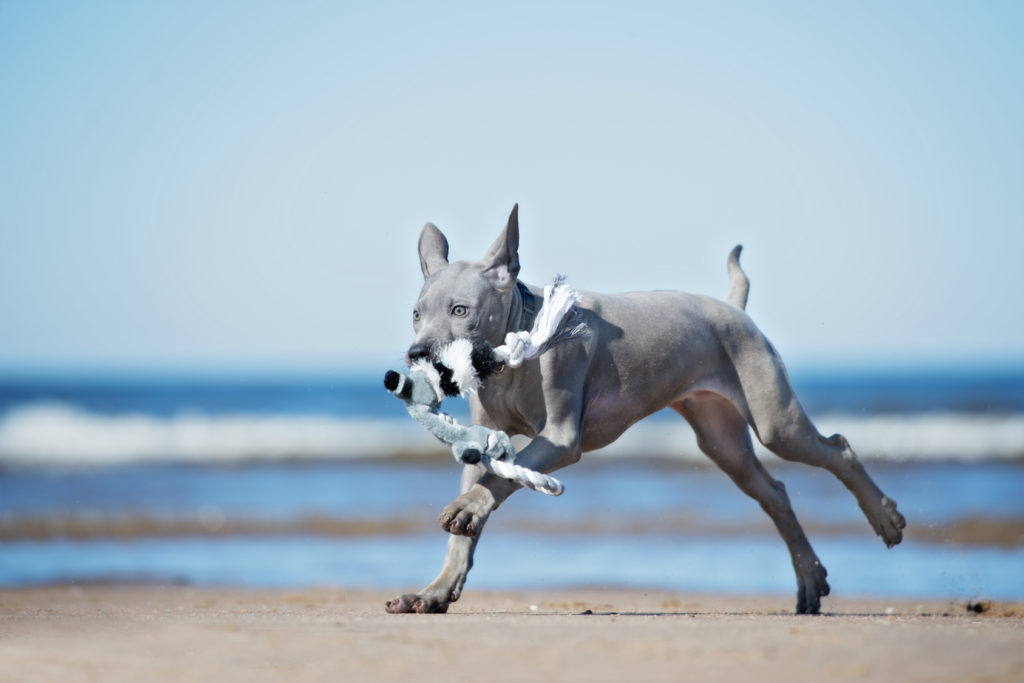 thai ridgeback welpe spielt