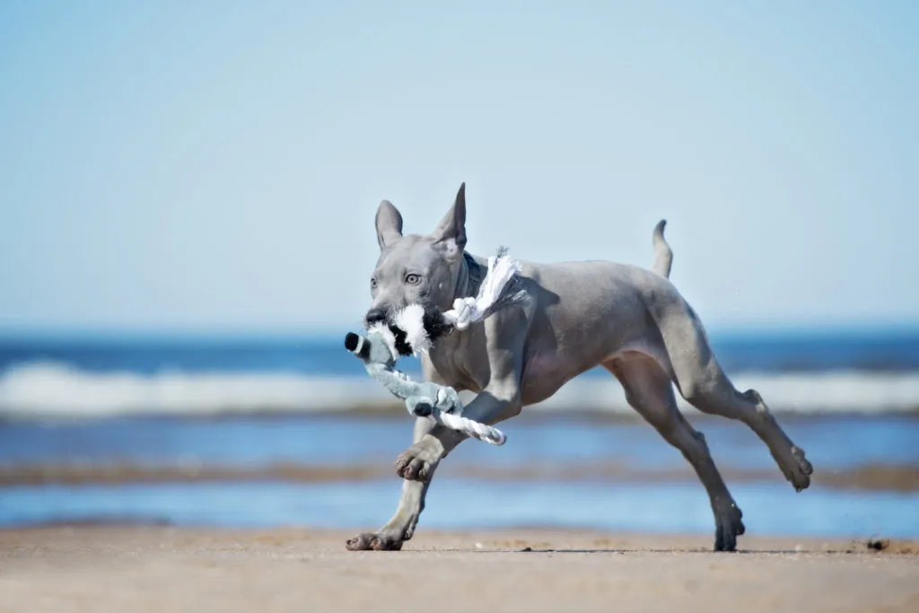 Thai Ridgeback Welpe spielt