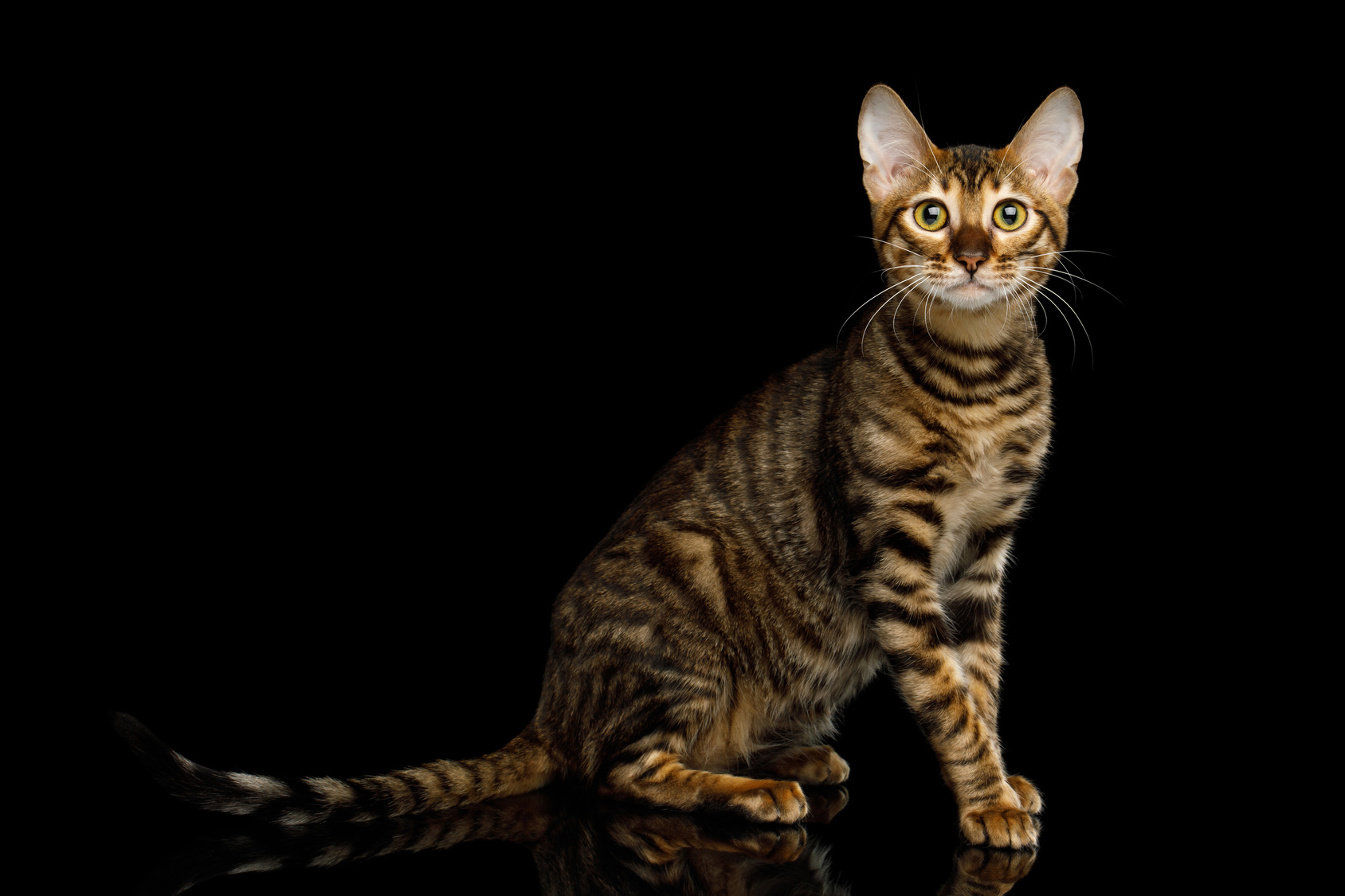 33++ Toyger kitten deutschland funny animals, cute animals, crazy cats