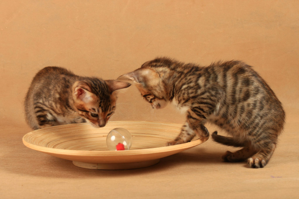 toyger kitten