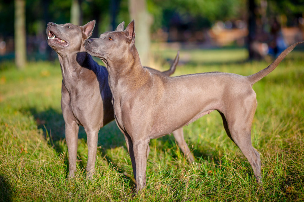 zwei thai ridgeback hunde