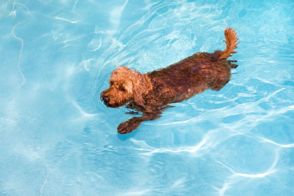 schwimmender Hund