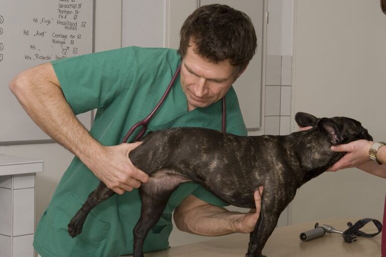 Tierarzt untersucht auf Hund Hüftdysplasie