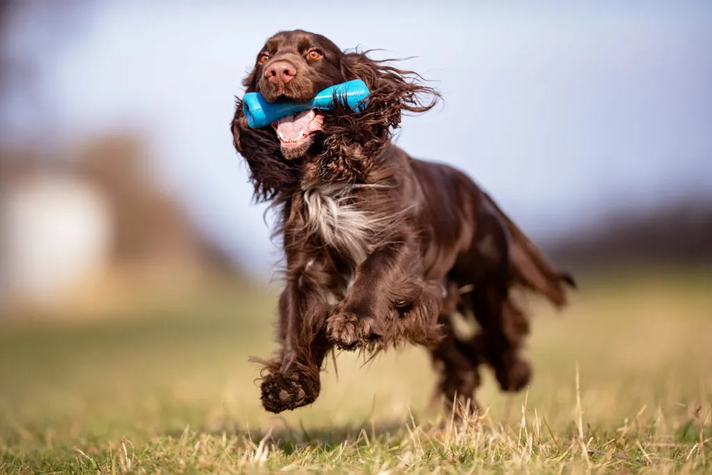 field spaniel draussen