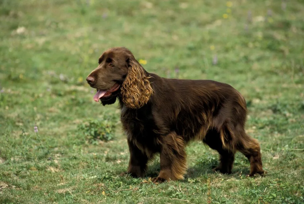 Field Spaniel, auf Gras stehend