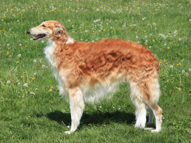 barsoi hund steht auf grüner wiese