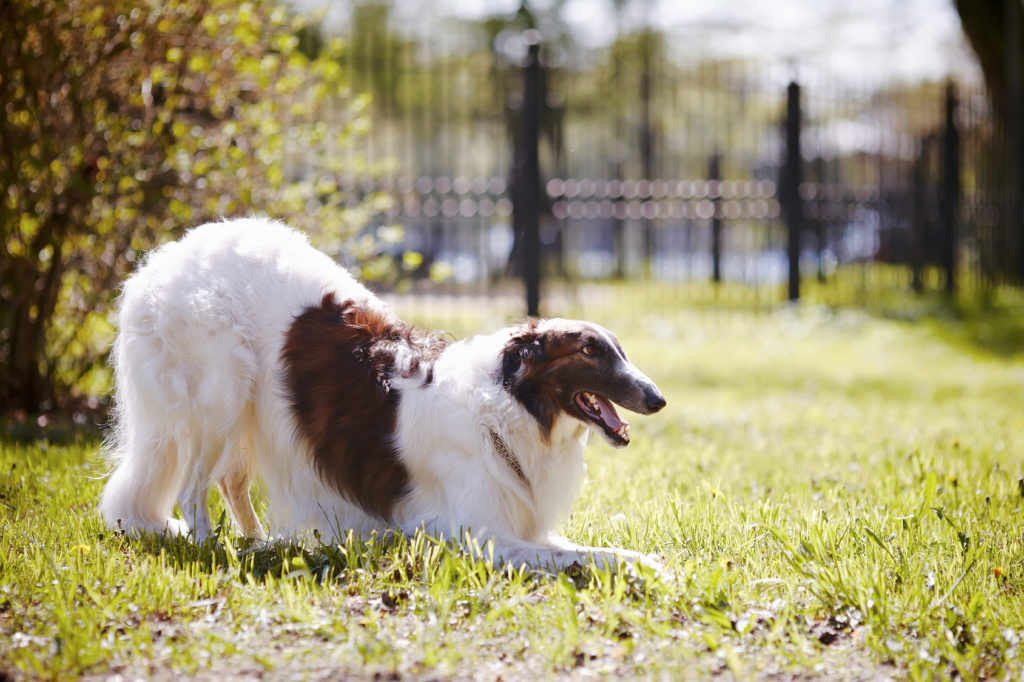 barsoi hund spielt in garten