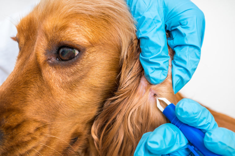 Zecken übertragen Borreliose auf den Hund