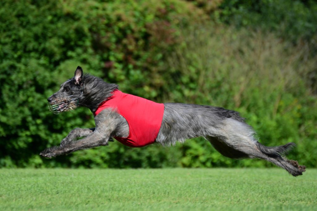 deerhound mit rotem Geschirr springt