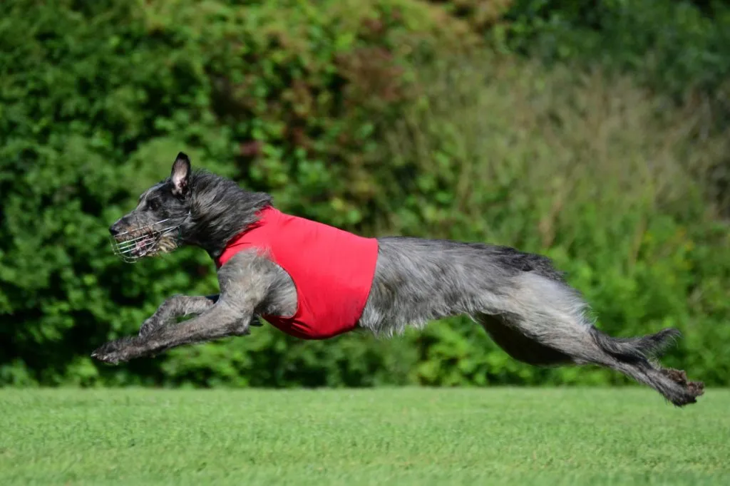 deerhound sport