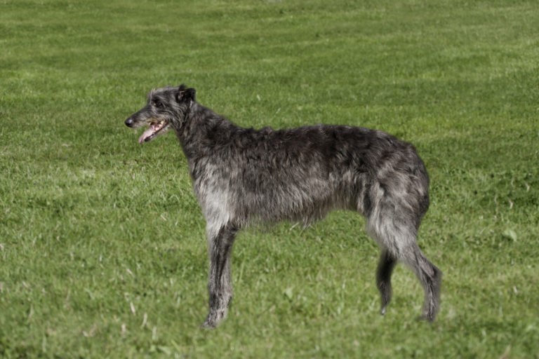 Deerhound Hund steht auf Wiese