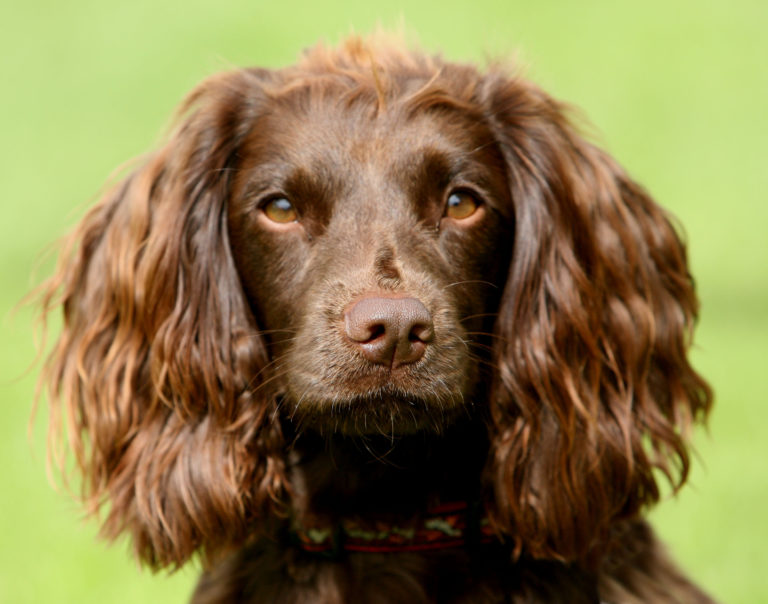 Field Spaniel portrait