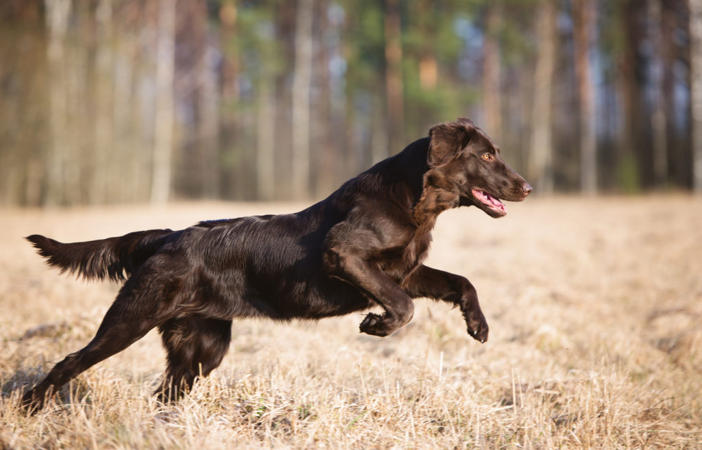 Flat Coated Retriever Braun läuft