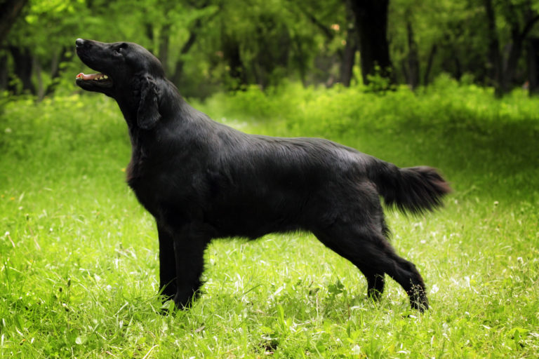 Flat-Coated Retriever schwarz