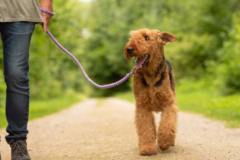 Hund läuft an der Leine