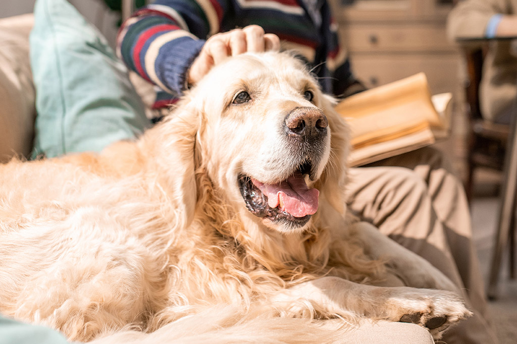 älterer Hund Sofa