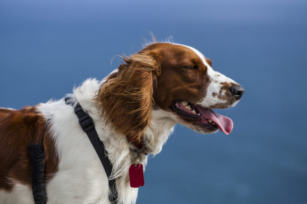 Welsh Springer Spaniel