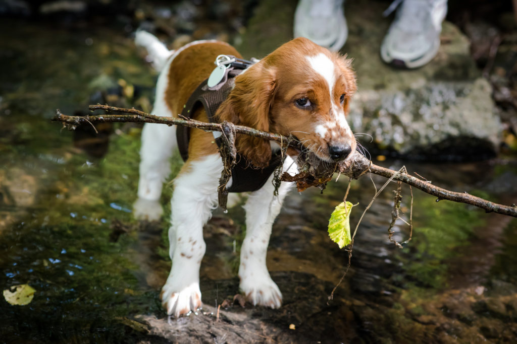 Welsh Springer Spaniel Welpe spielt