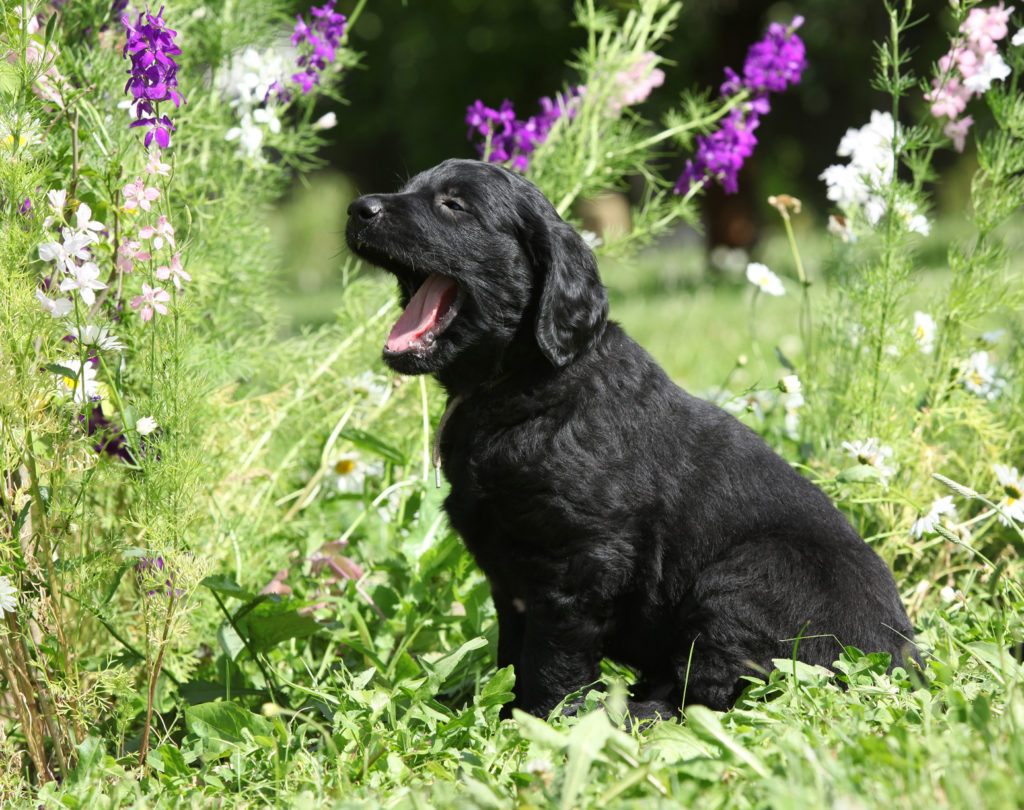 flat coated retriever welpe