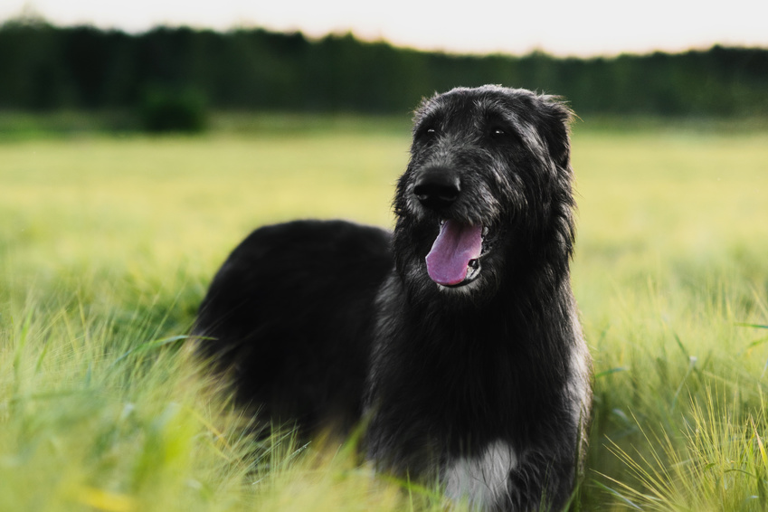 glücklich schwarz Irischer Wolfshund