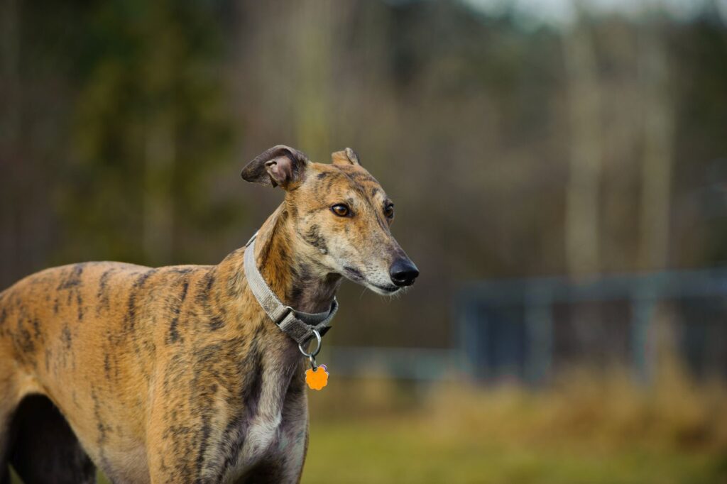 greyhound im garten