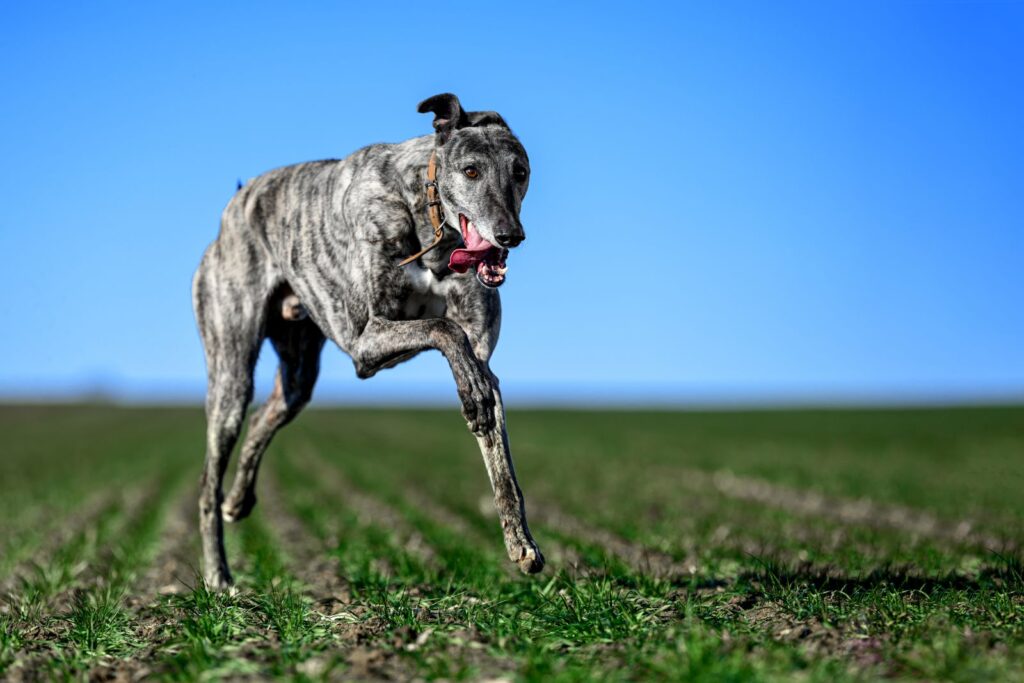 greyhound laeuft ueber wiese