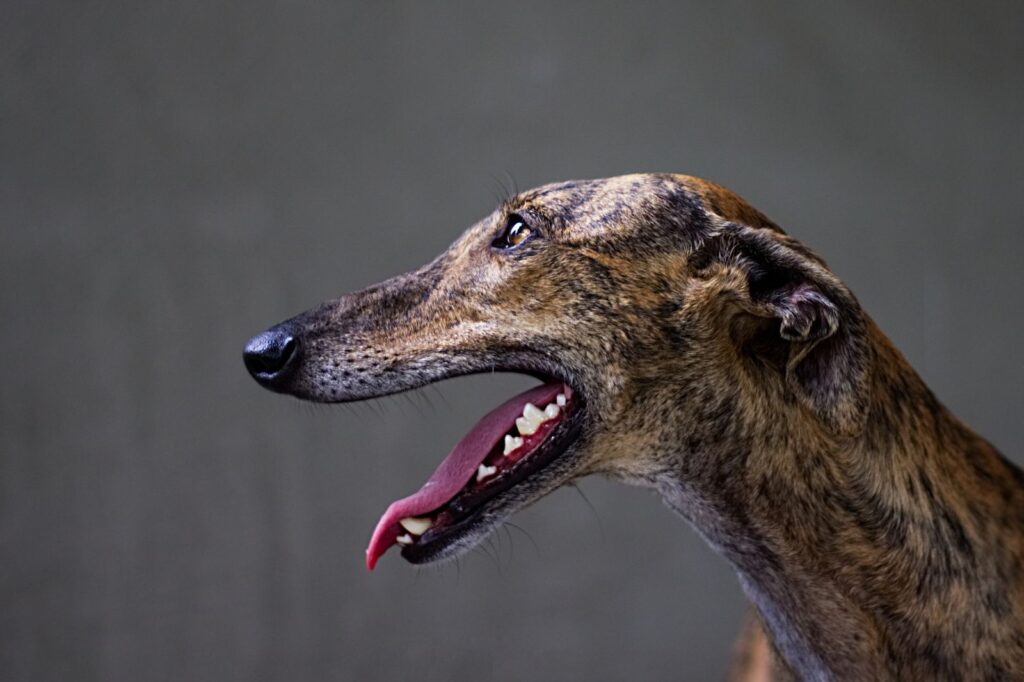 hechelnder greyhound in nahaufnahme