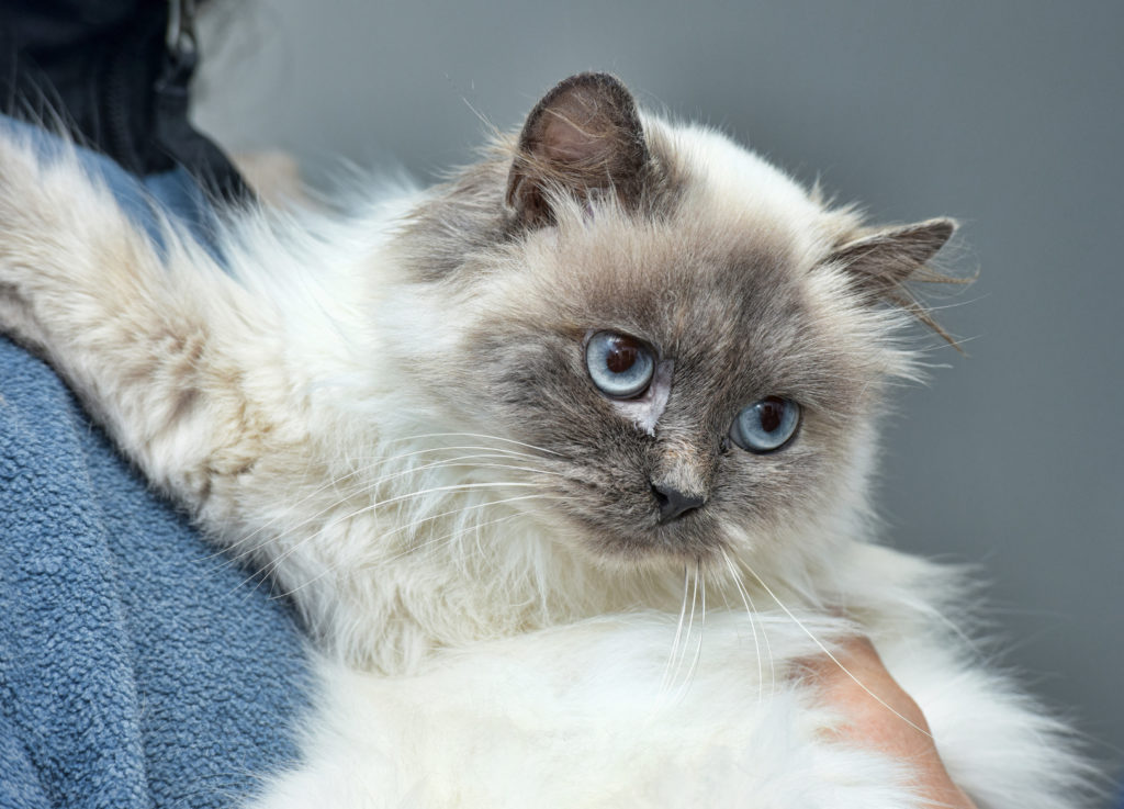 Colorpoint Perser Katze