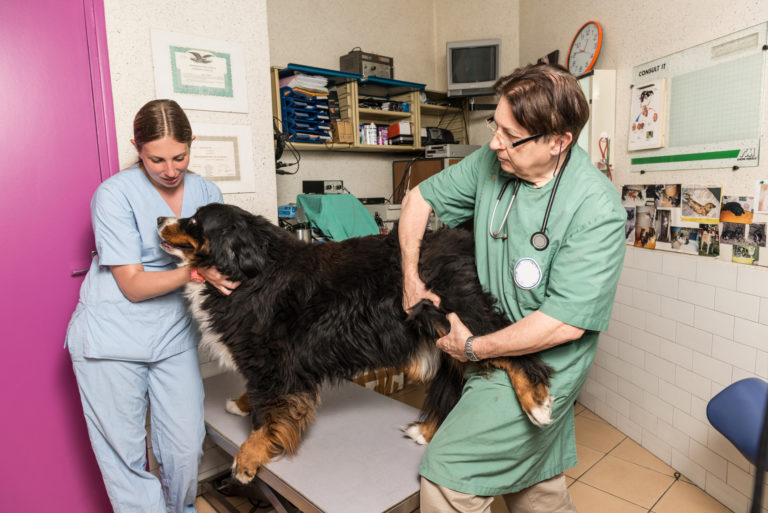 hüftgelenkdysplasie Hund hüftgelenkdysplasie Hund