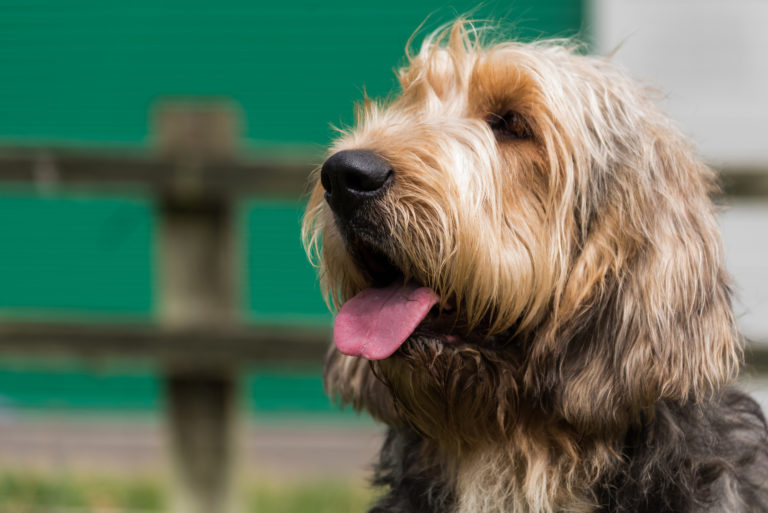 otterhound portrait