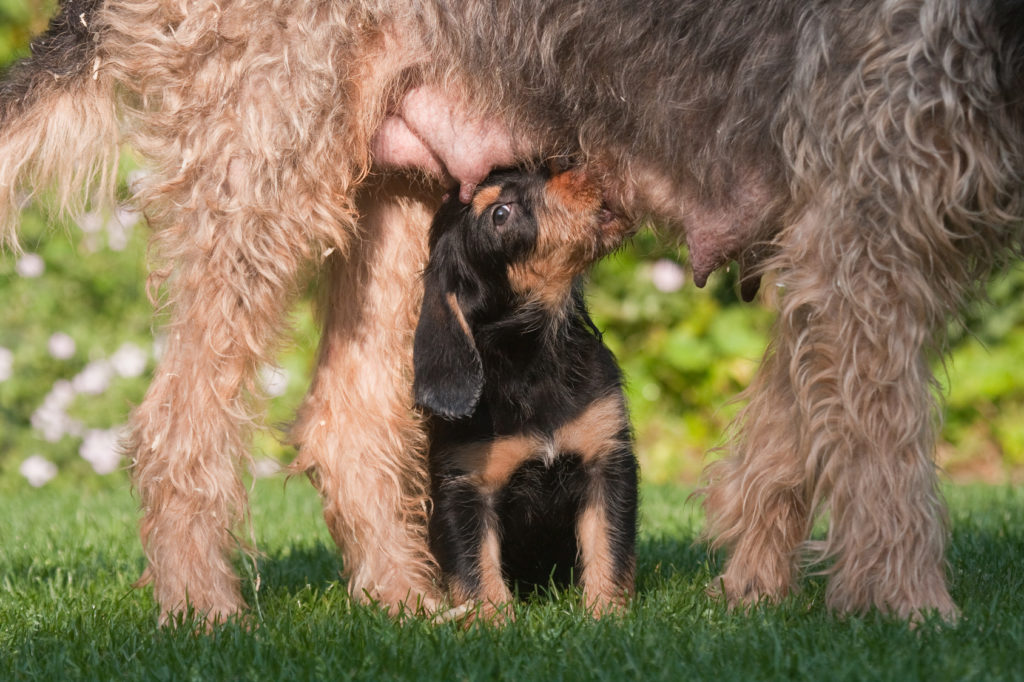 otterhound-welpe beim säugen