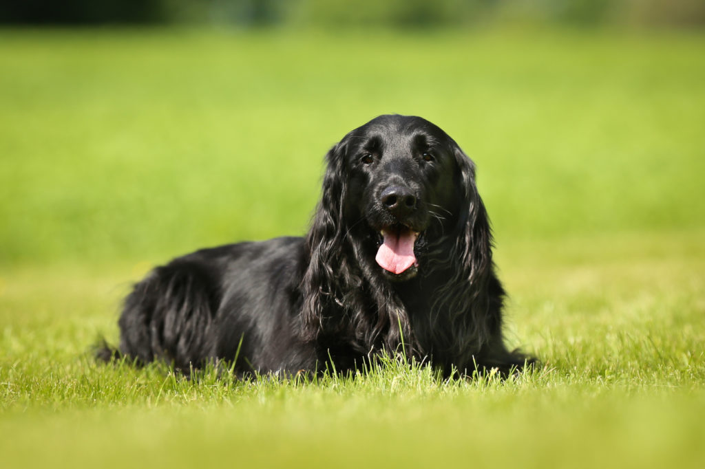 reinrassiger flat-coated retriever im grass