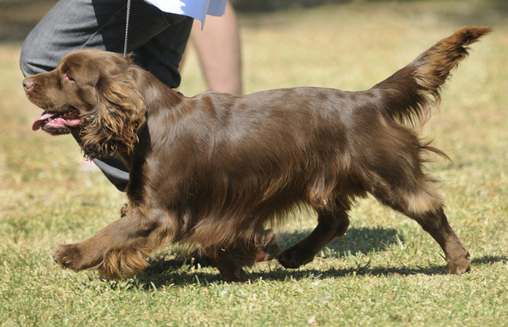 sussex spaniel