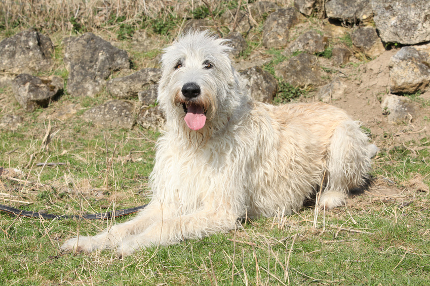 weiß irischer wolfshund