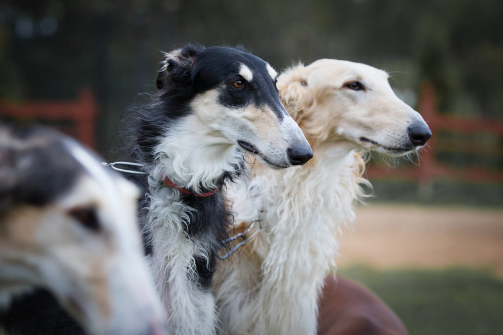 drei barsoi hunde nebeneinander