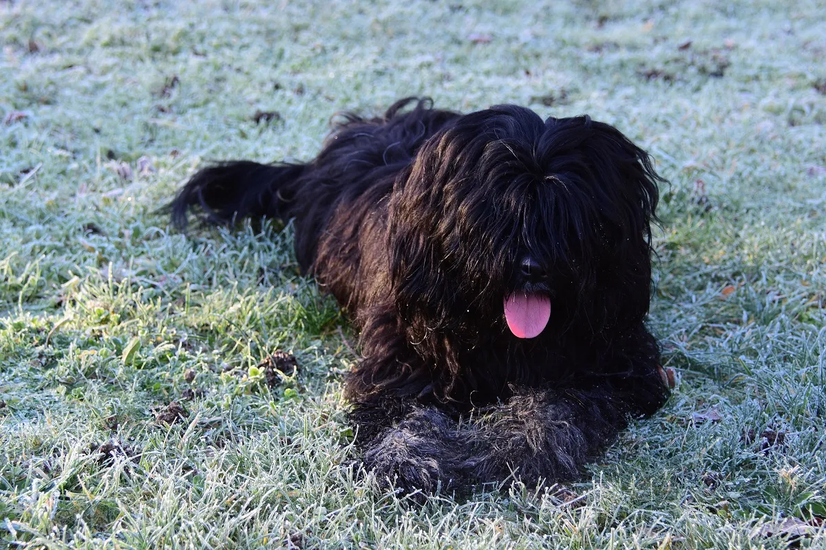 Tibet-Terrier schwarz