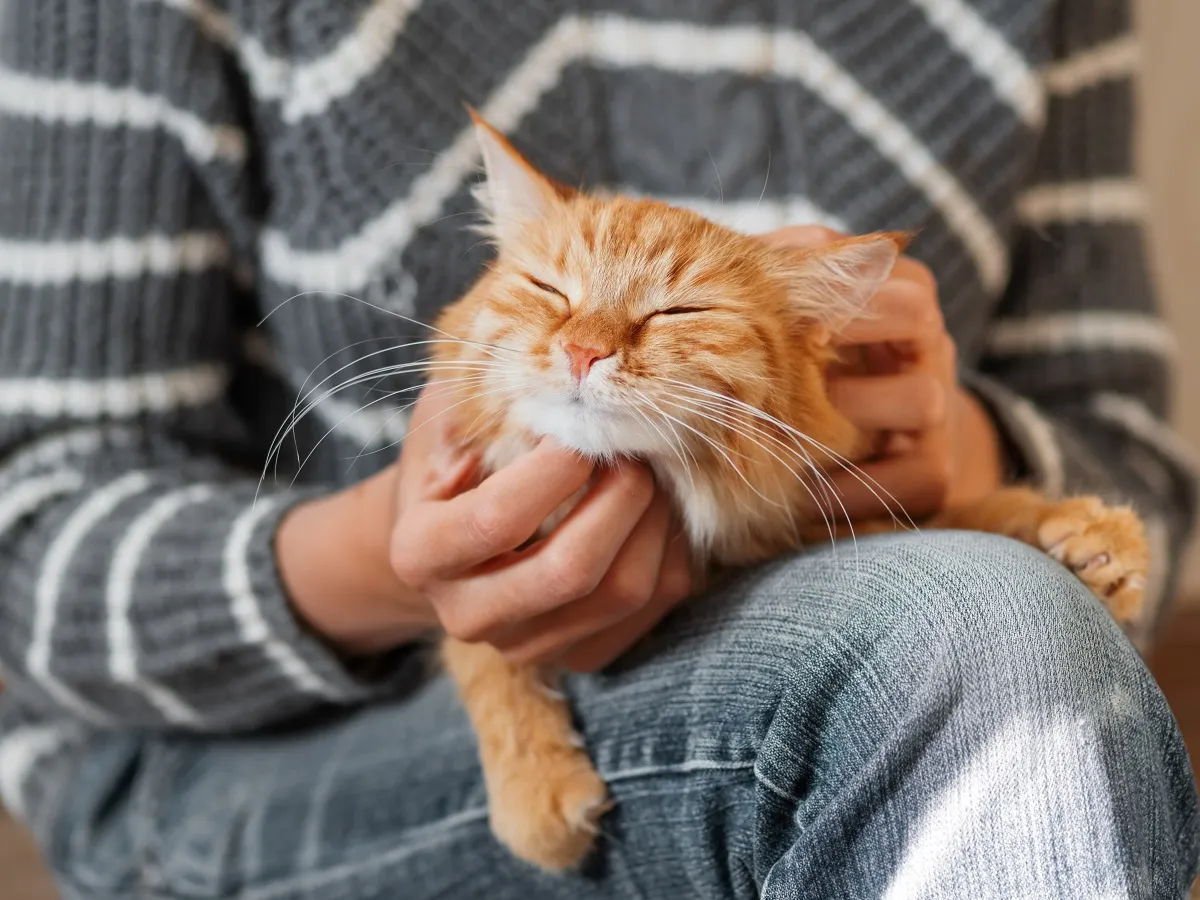 befriedigung in der badewanne Liebt meine Katze mich? 10 Zeichen, die es beweisen