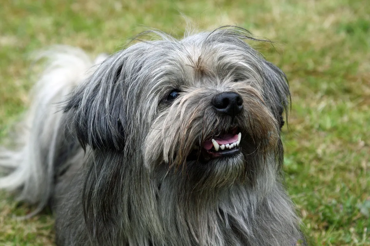 Tibet-Terrier grau
