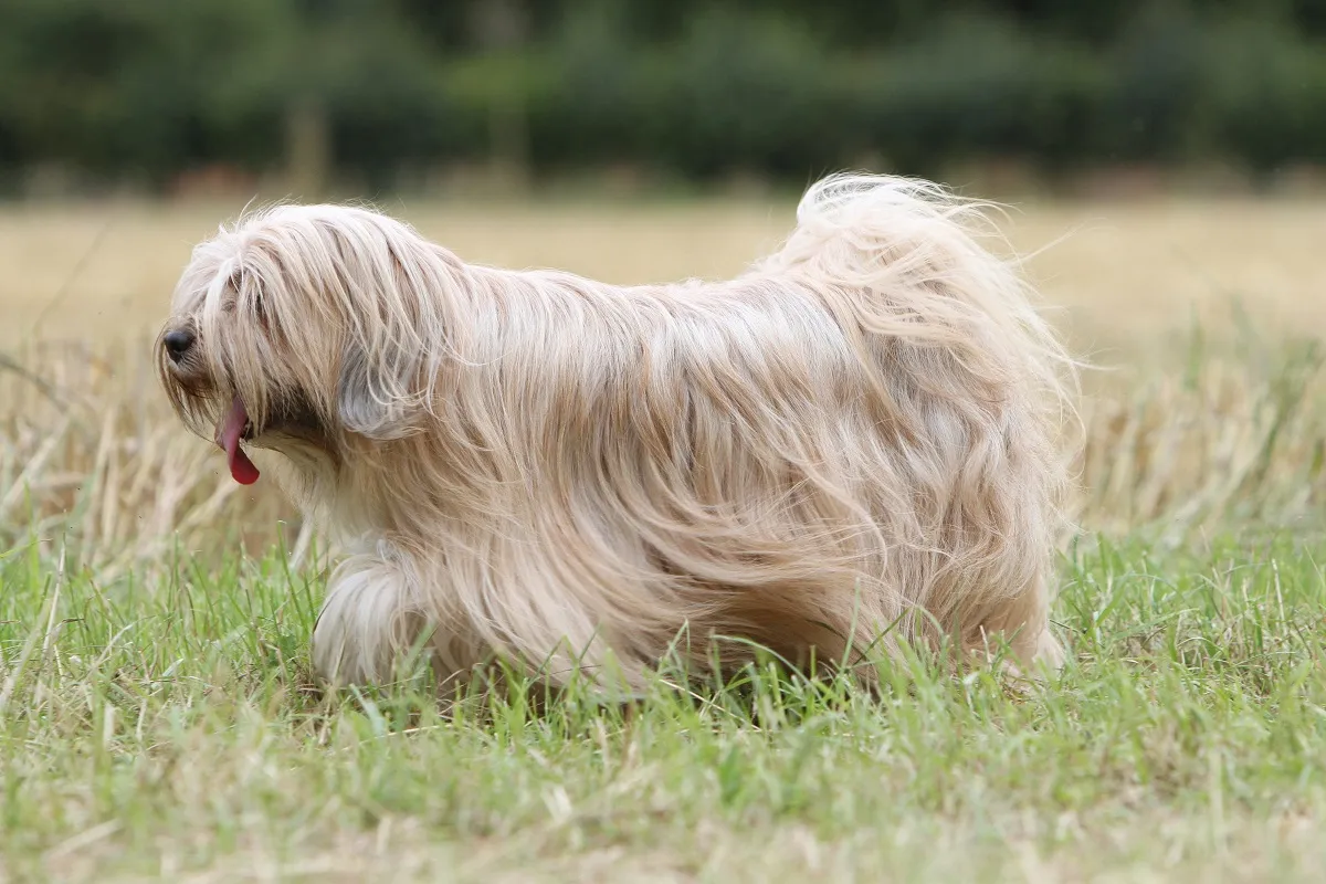 Tibet-Terrier beige