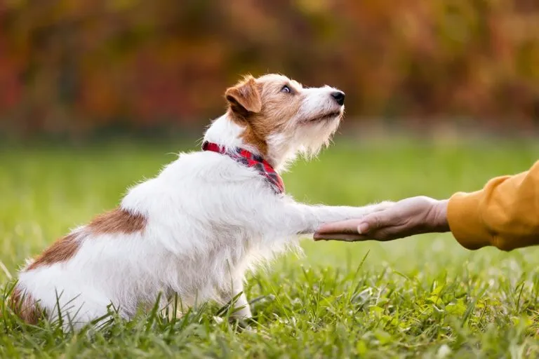 Liebt mein Hund mich?
