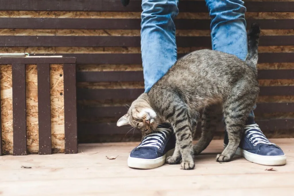 Glückliche Katze Körpersprache
